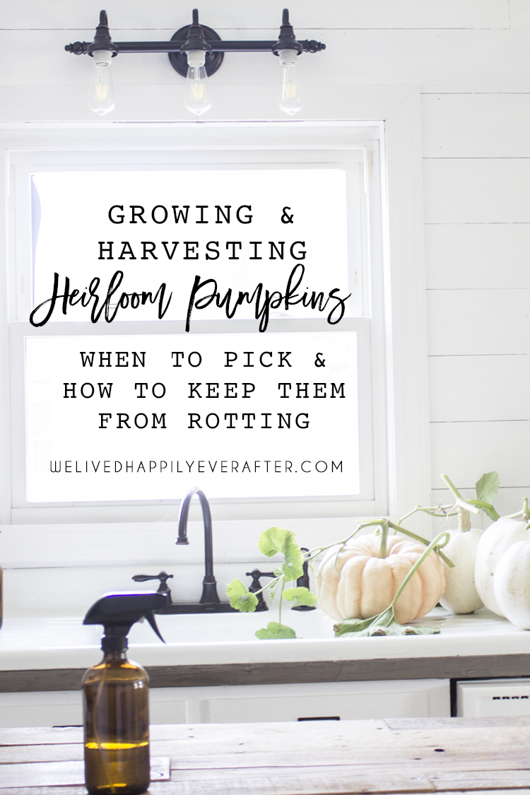 How To Care For Heirloom "Fairytale" Pumpkins: When They Are Ripe To Pick & How To Keep Them From Rotting