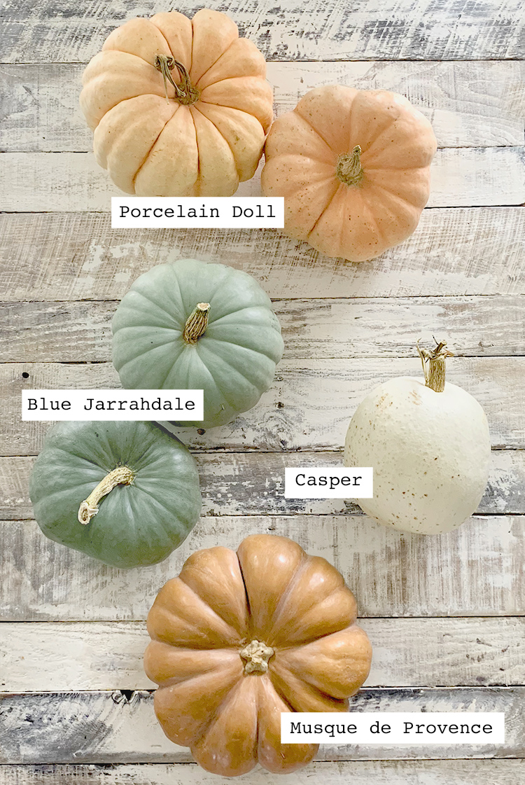 How To Grow Heirloom Fairytale Pumpkins From Seed (DIY Pumpkin Patch!) How To Hand Pollinate A Pumpkin Plant, How To Harvest, Care For And Clean Pumpkins To Make Them Last