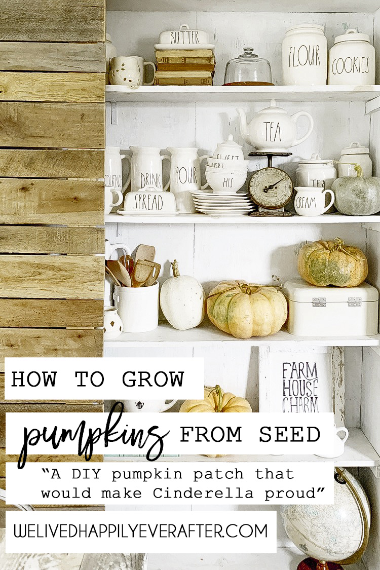 How To Grow Heirloom Fairytale Pumpkins From Seed (DIY Pumpkin Patch!) How To Tell A Female Pumpkin Squash Flower From Male, How To Hand Pollinate A Pumpkin Plant, How To Harvest, Care For And Clean Pumpkins To Make Them Last