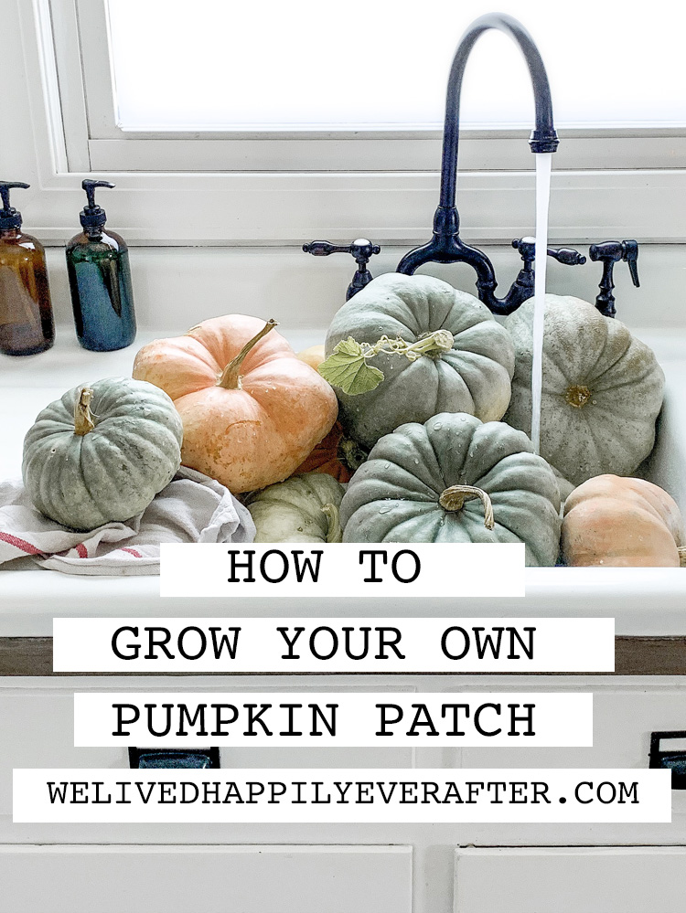 DIY Pumpkin Patch FAQ's - Tips And Tricks To Grow Your Own Backyard Pumpkins From Seeds For A Fall Harvest (And Prevent Rotting!)