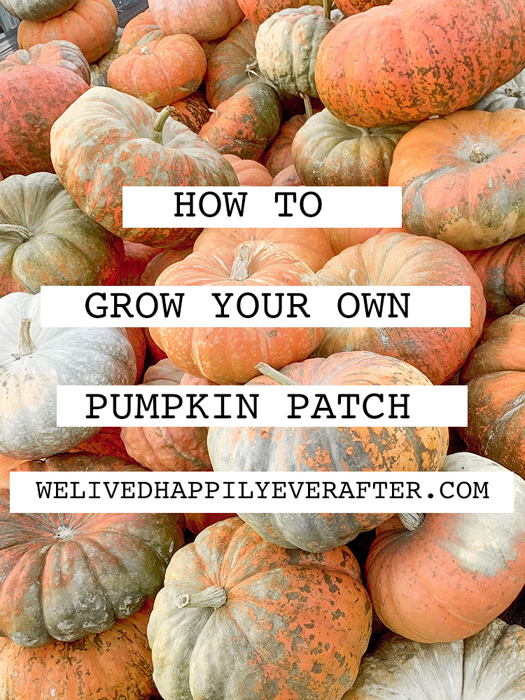 DIY Pumpkin Patch FAQ's - Tips And Tricks To Grow Your Own Backyard Pumpkins From Seeds For A Fall Harvest (And Prevent Rotting!)