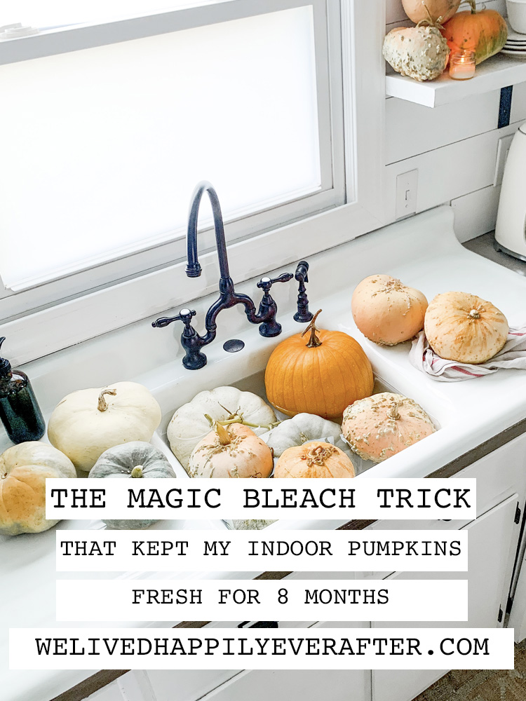 Magic Bleach Trick - Keep Those Fall & Halloween Pumpkins From Rotting - These Ones Lasted 8 Months!