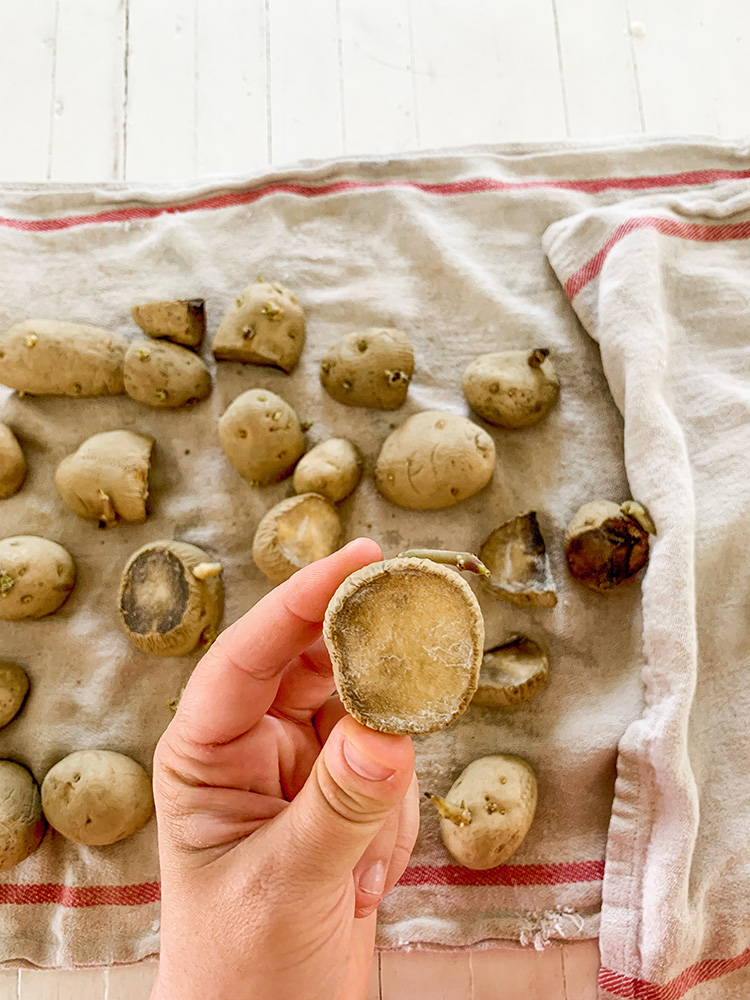 DIY Potatoes: How To Grow Your Own Seed Potatoes In Five Gallon Buckets