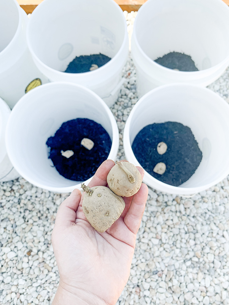 DIY Potatoes: How To Grow Your Own Seed Potatoes In Five Gallon Buckets