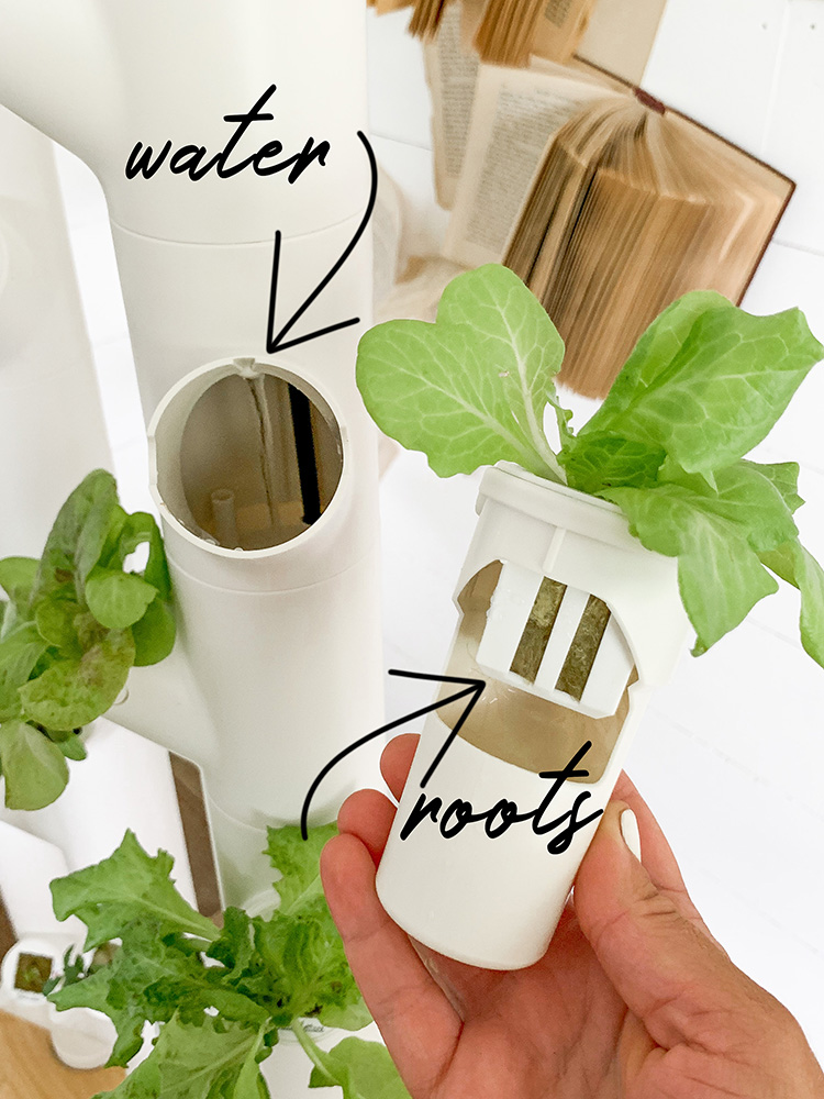 No more need for a "Green Thumb"- check out my indoor hydroponic Gardyn (review + video)